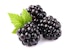 Brombeeren