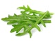 Rucola