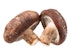 Shiitake